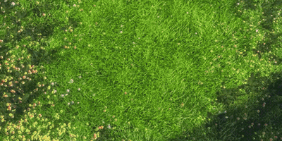 Green Field With Yellow Flowers