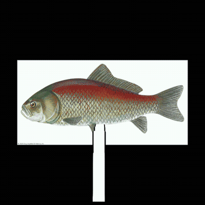Green Fish Saying Fish GIF