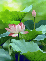 Green Floral Lotus GIF