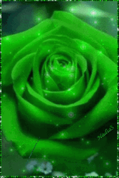 Green Floral Rose Blooming GIF