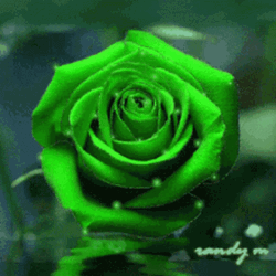 Green Floral Rose In Water GIF