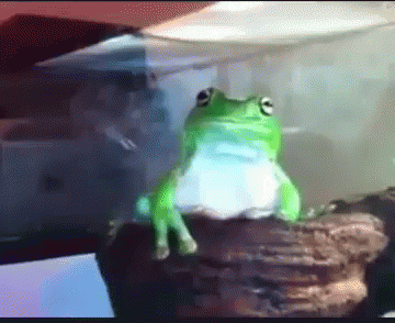Green Frog On Rock By Glass Container GIF