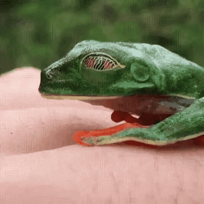 Green Frog Sitting on Arm
