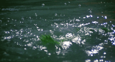Green Frog Swimming In Water GIF