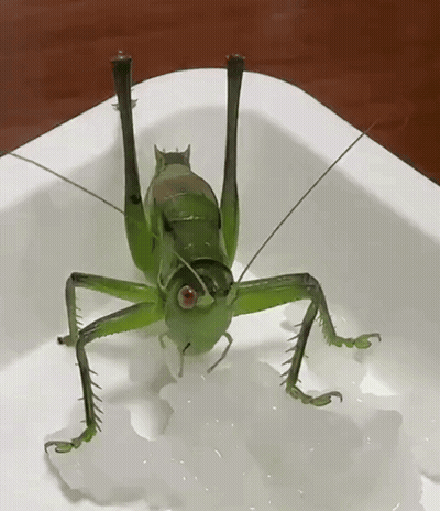 Green Grasshopper Sitting On Plate GIF