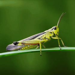 Green Grasshopper Species GIF