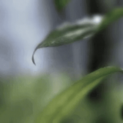 Green Leaf With Water Drop GIF