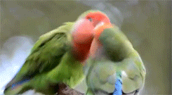 Green Love Birds Macaw GIF