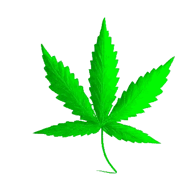 Green Marijuana Leaf On White Background Sticker
