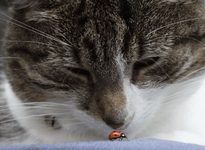 Green Moth On Blue Background GIF