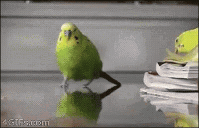 Green Parakeet Standing Next To Pile Of Papers GIF