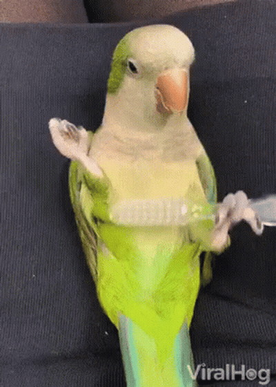 Green Parrot Holding Toothbrush GIF