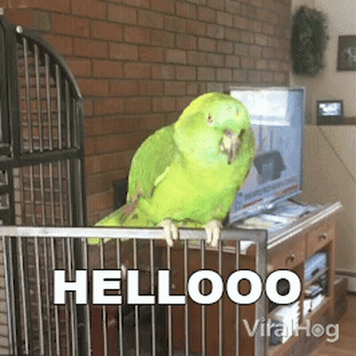 Green Parrot In Cage Saying Hellooo GIF