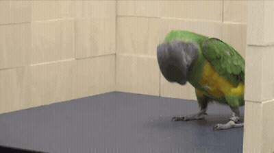 Green Parrot Laying On Its Back GIF