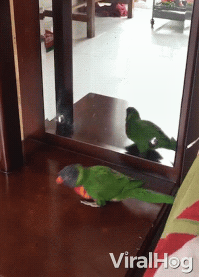 Green Parrot Looking At Reflection Viralhog GIF