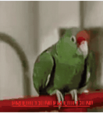 Green Parrot Perched On Red Ladder GIF