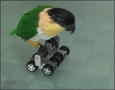Green Parrot Riding On Wheels GIF