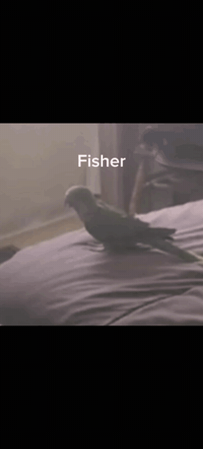 Green Parrot Sitting On Bed Named Fisher GIF