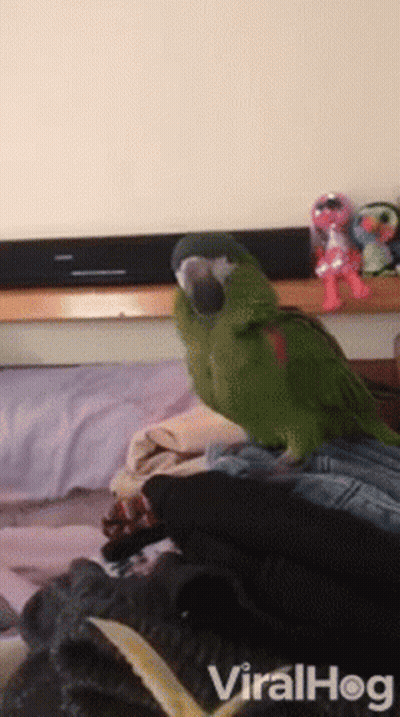 Green Parrot Sitting On Bed With Viralhog Watermark GIF