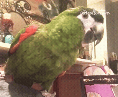 Green Parrot Sitting On Shelf Petcollective GIF