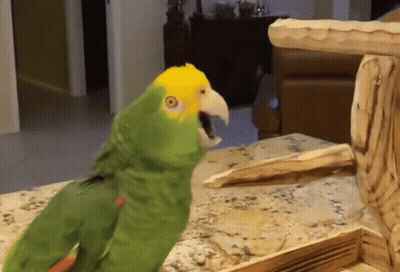 Green Parrot With Yellow Head Standing On Table GIF