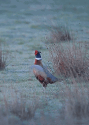 Green Pheasant Flapping Its Wings Fast GIF