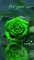 Green Rose Reflection For You