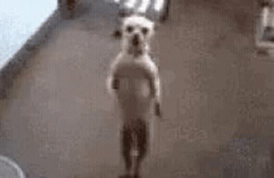 Green Salsa Bowl Next To Chips GIF