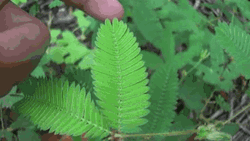 Green Shame Plant Hiding