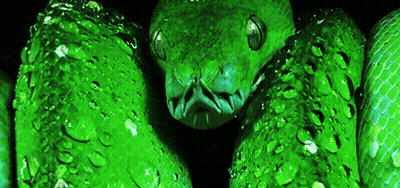 Green Snake Close Up Black Background GIF