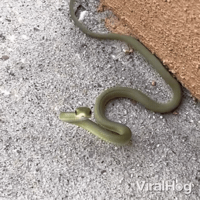Green Snake Crawling Beside Wall GIF