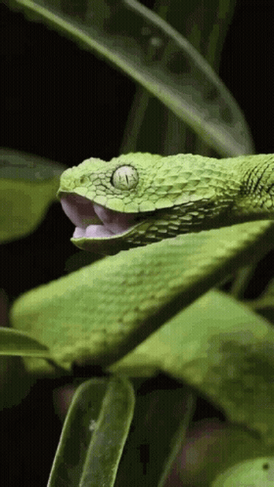 Green Snake Mouth Open Black Background GIF