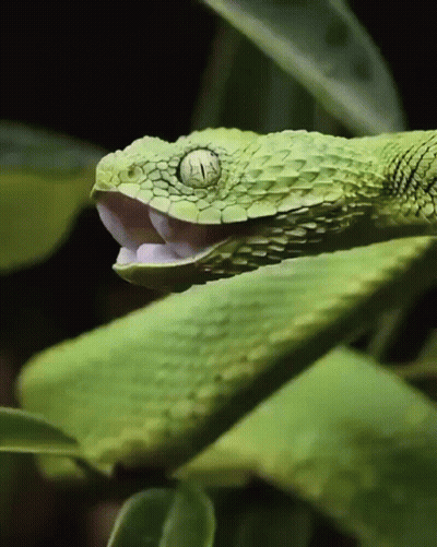 Green Snake With Mouth Open Eyes Closed GIF