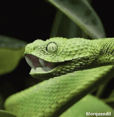 Green Snake With Name Morquendil GIF