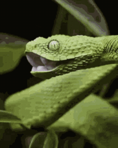 Green Snake With Open Mouth On Leaf GIF