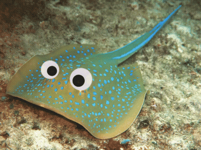 Green Stingray With Blue Spots And Big Eyes GIF