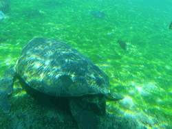 Green Swimming Turtle
