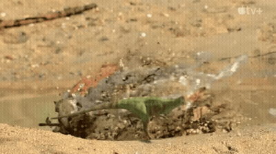 Green Toy Dinosaur Splashing In Puddle On Beach GIF