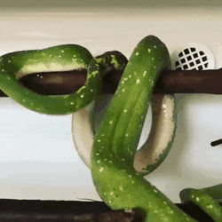 Green Tree Python Bedtime GIF