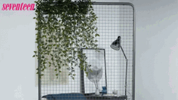 Green Wall Hanging Plant GIF