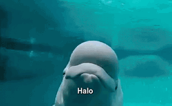 Greeting Cute Little Beluga GIF