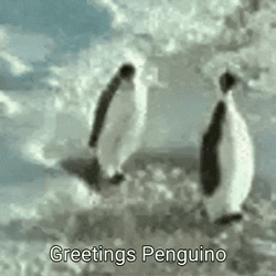 Greetings Penguino GIF