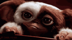 Gremlins Gizmo Blink Cute Eyes GIF