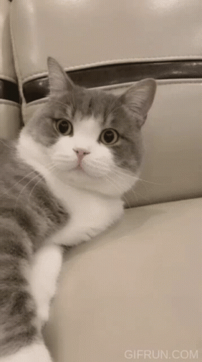 Grey And White Cat Laying On Couch GIF