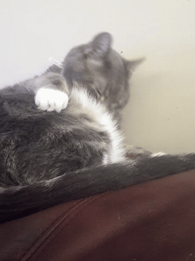 Grey And White Cat Laying On Couch GIF