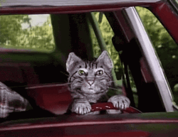 Grey Cat Driving A Car
