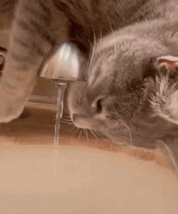 Grey Cat Licking Spout Of Water GIF