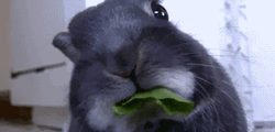 Grey Hamster Just Saying Hi Stare GIF