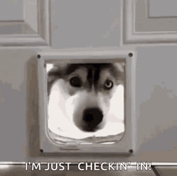 Grey Husky Just Saying Hi  GIF