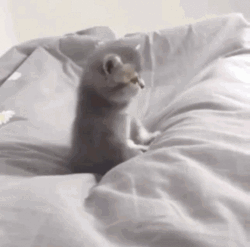 Grey Kitten On Bed Meow GIF